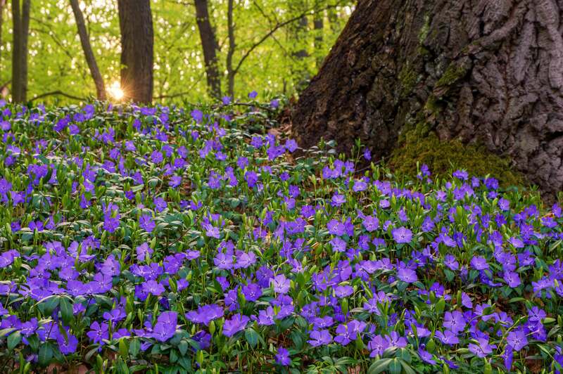 Harnessing the Power of Ground Cover Plants: The Benefits for Weed Management - Cover Image